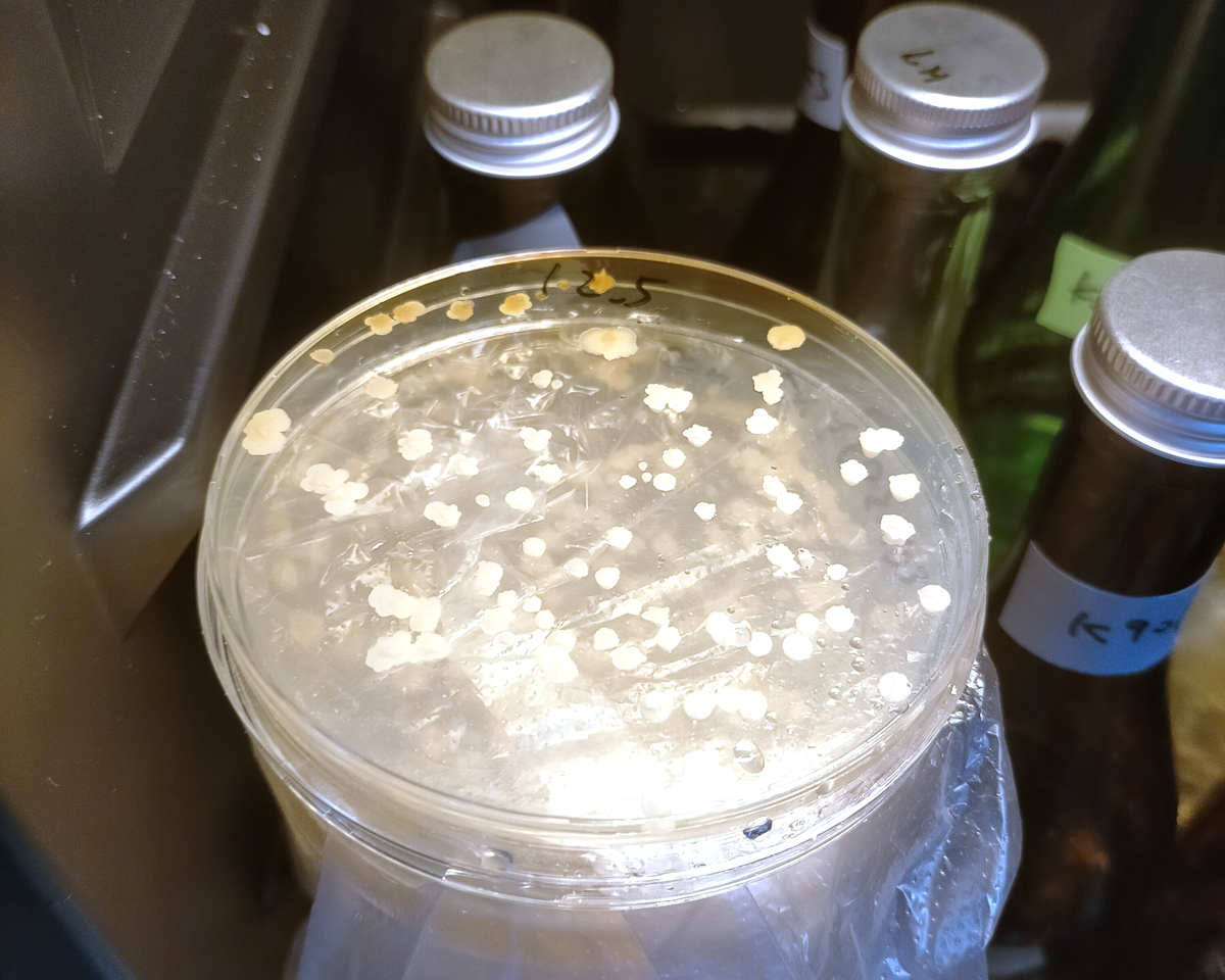 分離された酵母