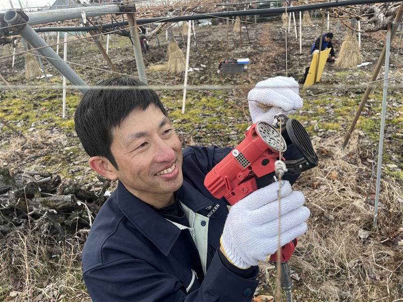 ぶどう巻つる処理機