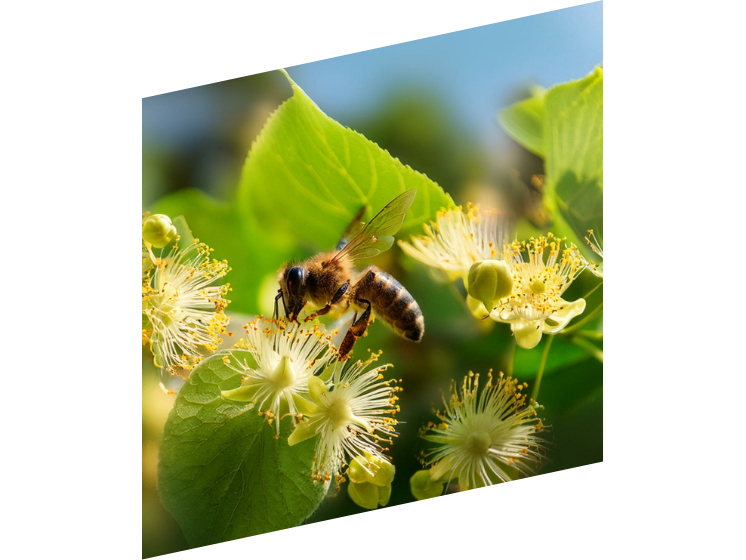 BeBees コンセプト